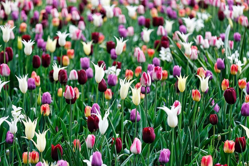 Different coloured tulips (Tulipa), colourful tulip bed, Keukenhof gardens, Lisse, Bollenstreek, South Holland, Netherlands
