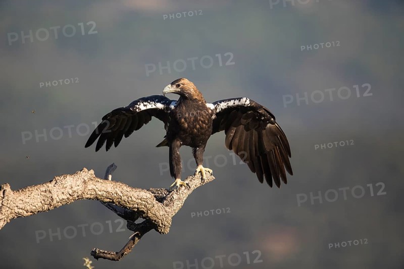 Iberian Eagle (Aquila adalberti), Spanish imperial eagle, Extremadura, Castilla La Mancha, Spain