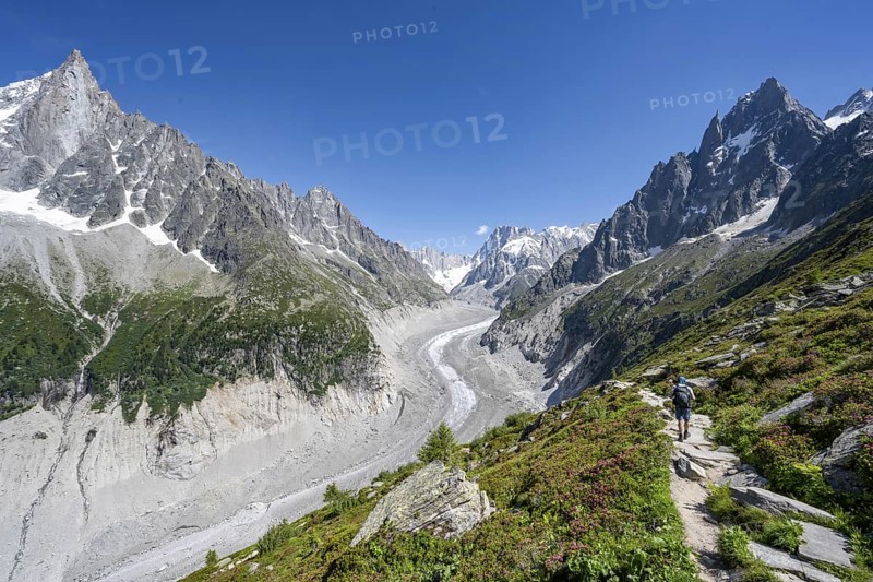 Picturesque mountain landscape with blooming alpine roses, imposing mountain peaks and glaciers, mountaineers on a hiking trail, Grand Balcon Nord, glacier tongue Mer de Glace, behind Grandes Jorasses, Mont Blanc massif, Montenvers, Chamonix, Haute-Savoie, France