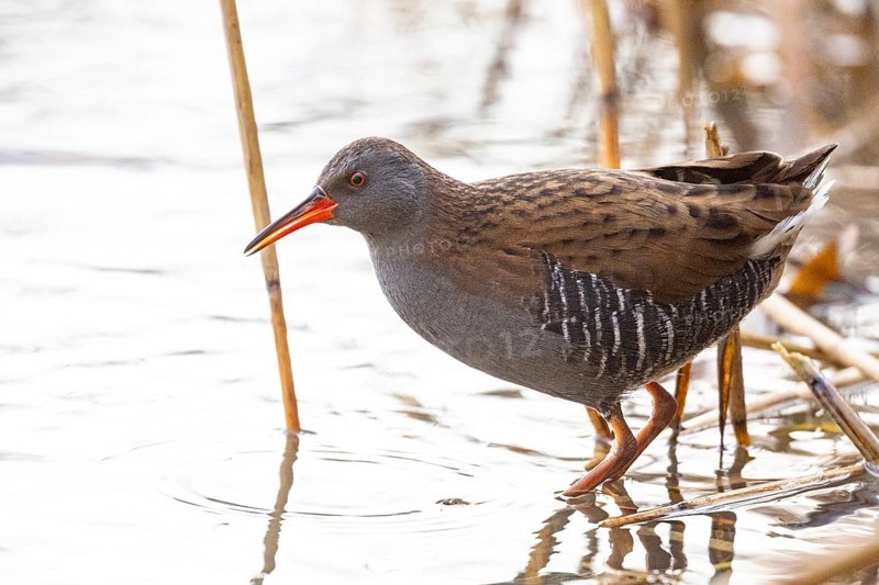 Water rail (Rallus aquaticus) Germany