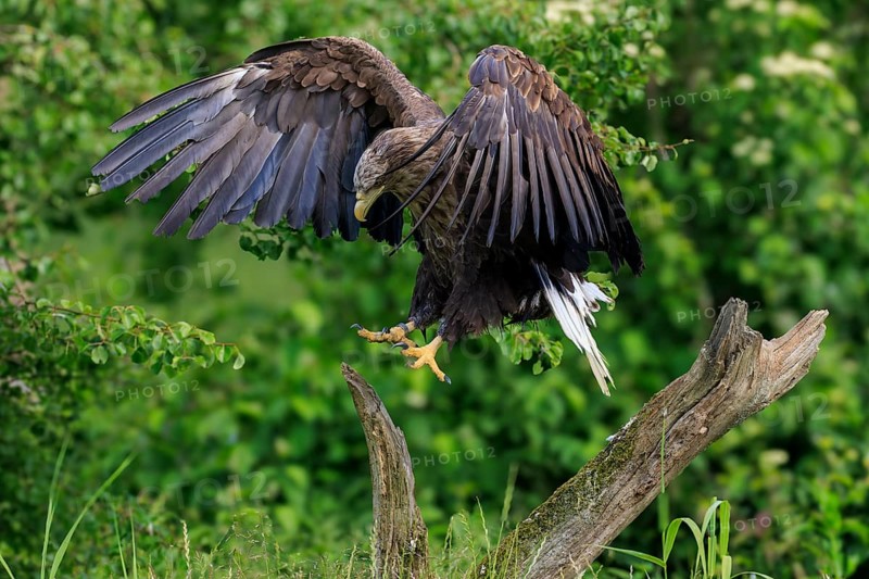 An eagle lands on a tree stump with its wings wide open, white-tailed eagle (Haliaeetus albicilla), France
