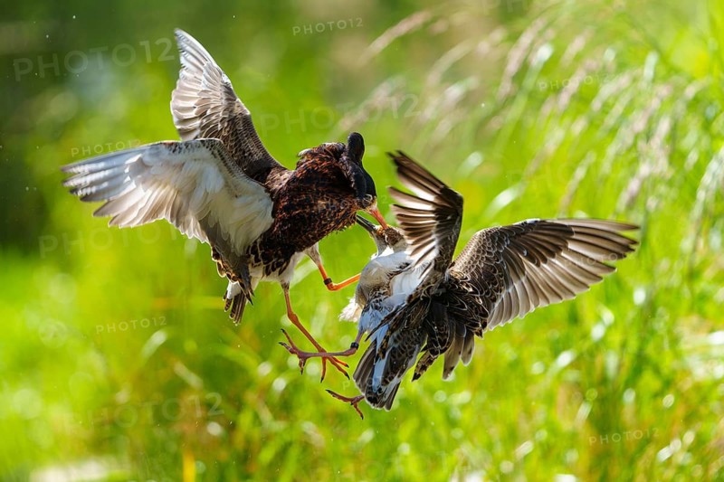 Aerial fight between two ruffs, clipped wing movements in green surroundings, ruff (Calidris pugnax, Syn.: Philomachus pugnax), courtship display, France
