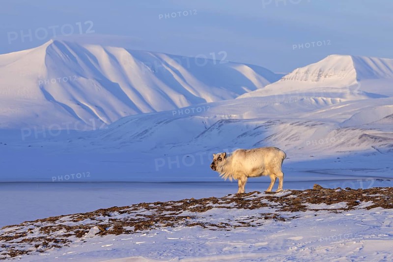 Svalbard reindeer (Rangifer tarandus platyrhynchus) adult in winter coat with cast antlers on snow covered tundra in spring on Spitsbergen, Norway