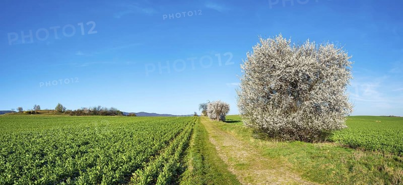Country lane through green fields in spring, old road with cobblestones, white flowering copses, near Quedlinburg, Saxony-Anhalt, Germany
