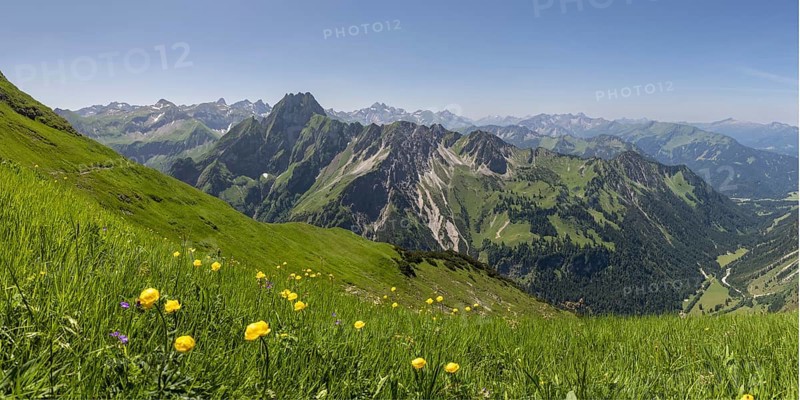 Mountain panorama with troll flowers (Trollius europaeus) from Laufbacher-Eckweg to Höfats, 2259m, Allgäu Alps, Allgäu, Bavaria, Germany