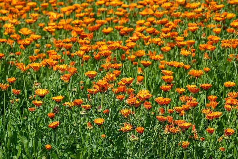Mary's gold, common marigold, pot marigold, Scotch marigold, ruddles (Calendula officinalis, Calendula aurantiaca) in flower in garden