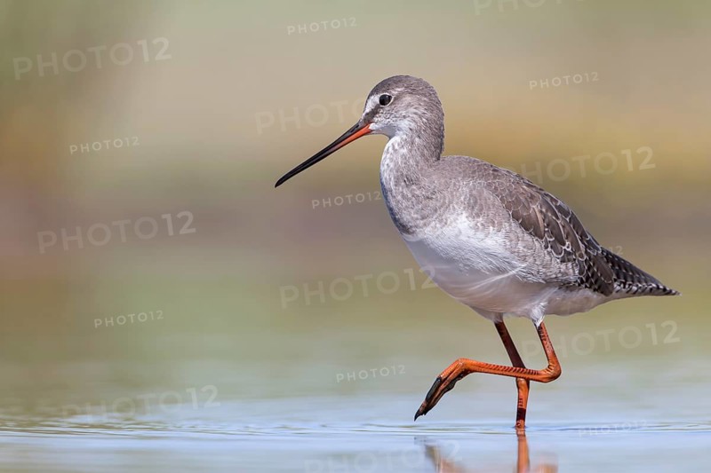 Spotted Redshank (Tringa erythropus) foraging, Groningen, Netherlands