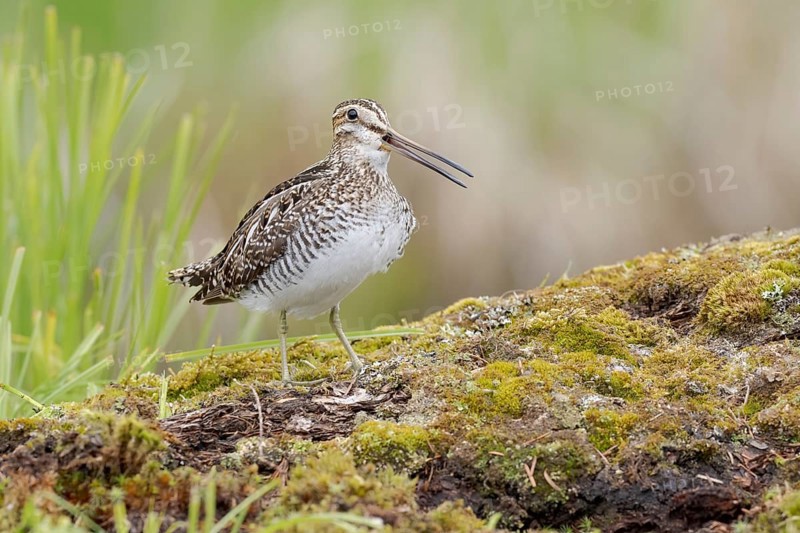 Wilson's Snipe (Gallinago delicata) calling, British Columbia, Canada