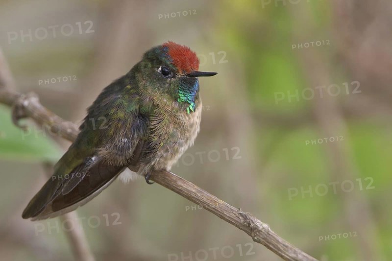 Rufous-capped Thornbill (Chalcostigma ruficeps), Wayqecha Reserve, Peru