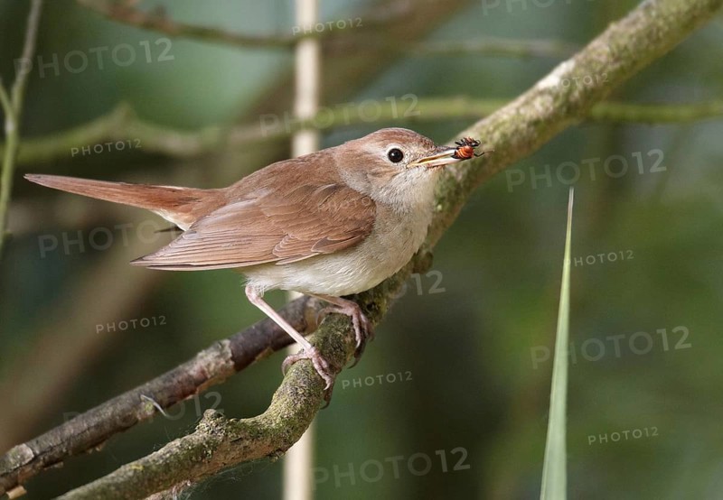 Common Nightingale (Luscinia megarhynchos), Mecklenburg-Western Pomerania, Germany
