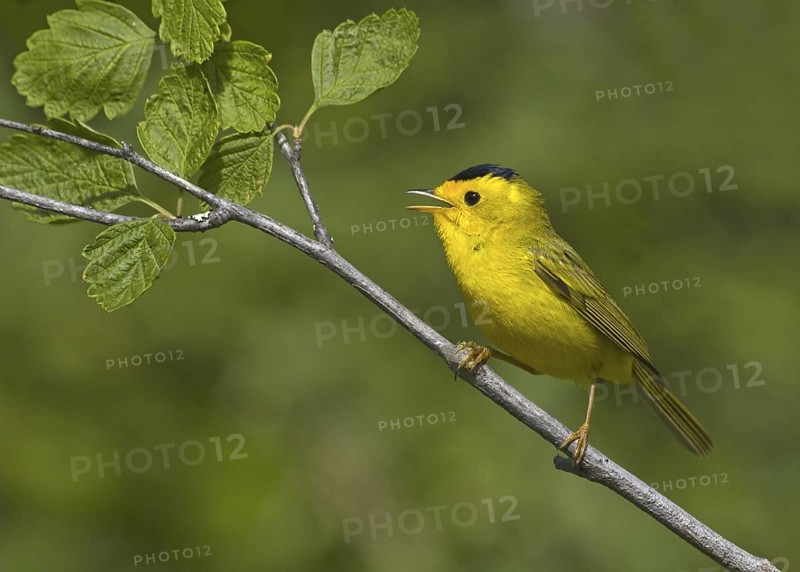 Wilson's Warbler (Cardellina pusilla), British Columbia, Canada