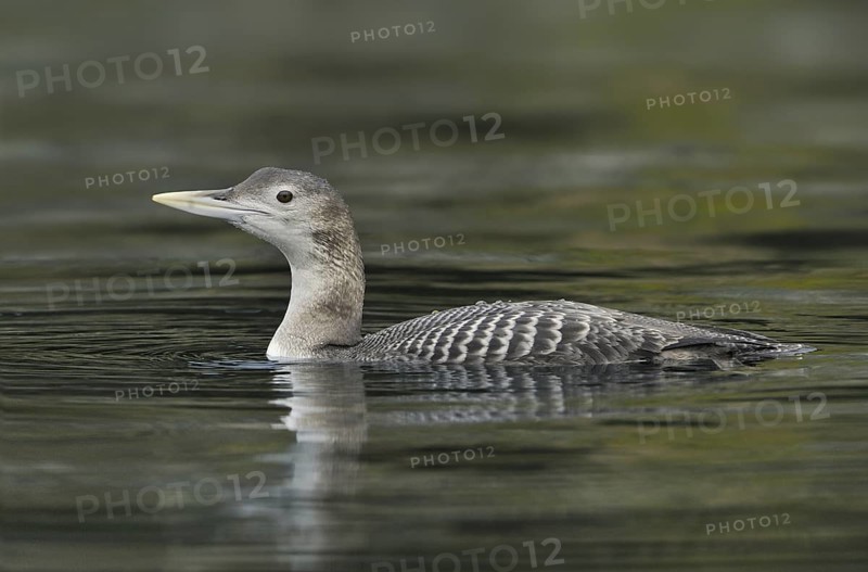 Yellow-billed Loon (Gavia adamsii), British Columbia, Canada