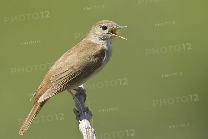 Common Nightingale (Luscinia megarhynchos) singing, Lesvos, Greece