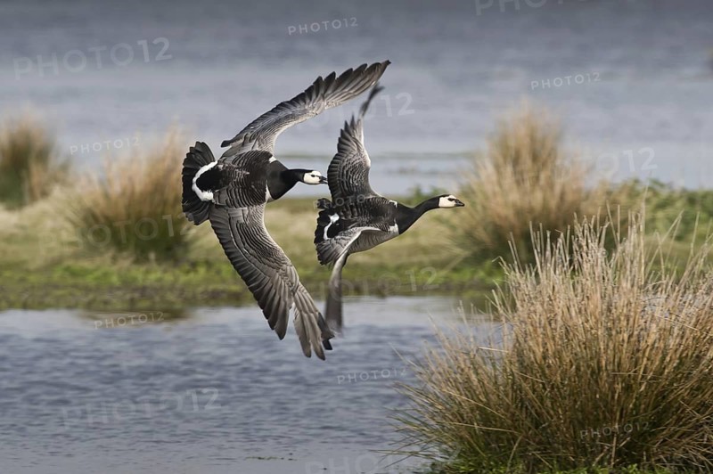 Barnacle Goose (Branta leucopsis), Schleswig-Holstein, Germany