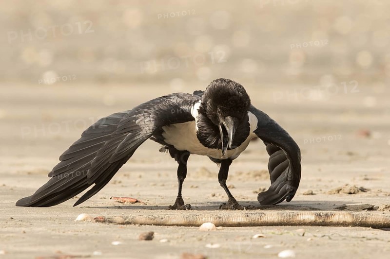 Pied Crow (Corvus albus) with snake eel, Gambia