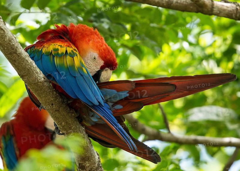 Scarlet Macaw (Ara macao), French Guiana