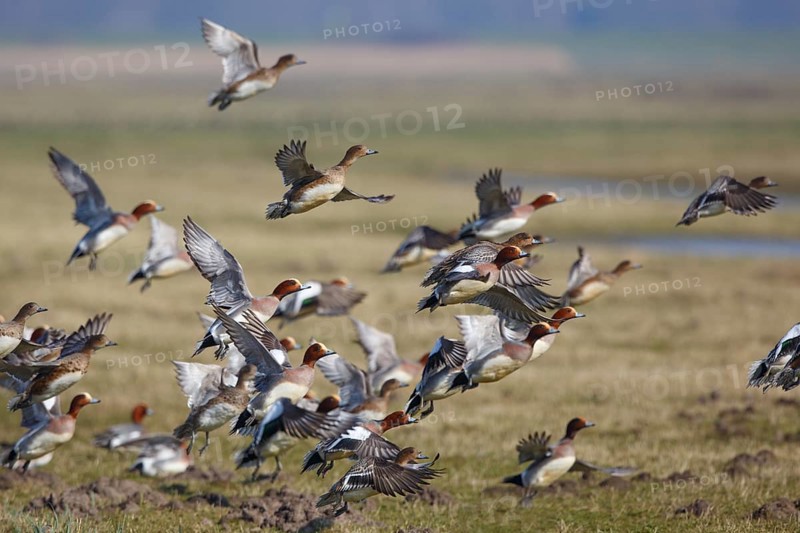 Eurasian Wigeon (Mareca penelope) flying, Netherlands