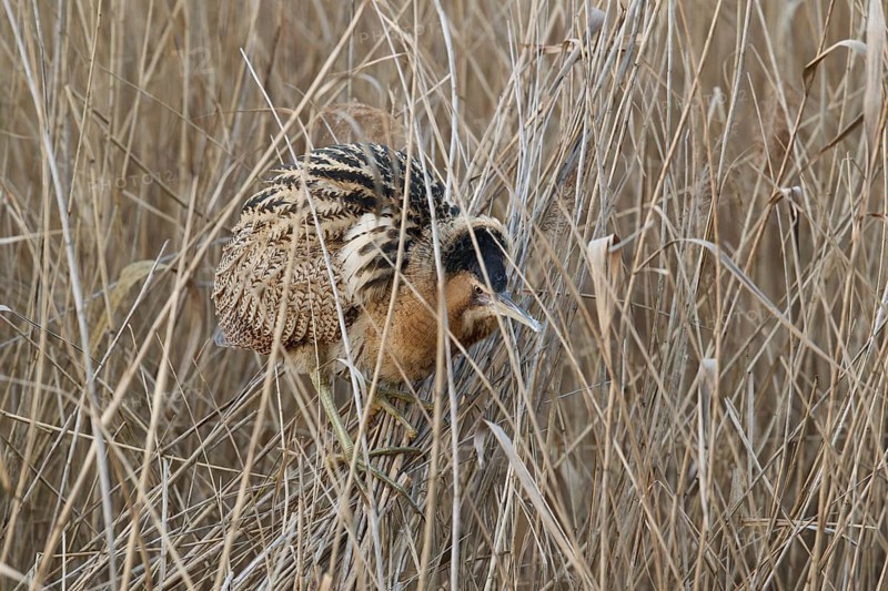 Eurasian Bittern (Botaurus stellaris), Hesse, Germany