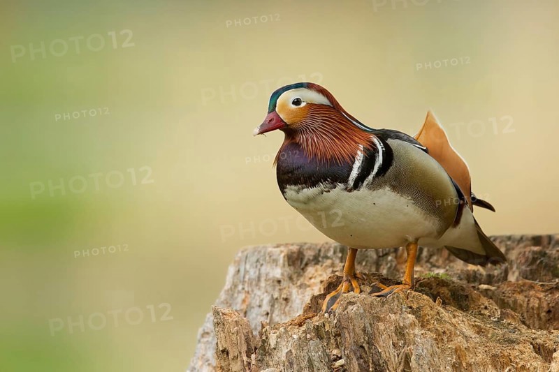 Mandarin Duck (Aix galericulata) male, St. Gallen, Switzerland
