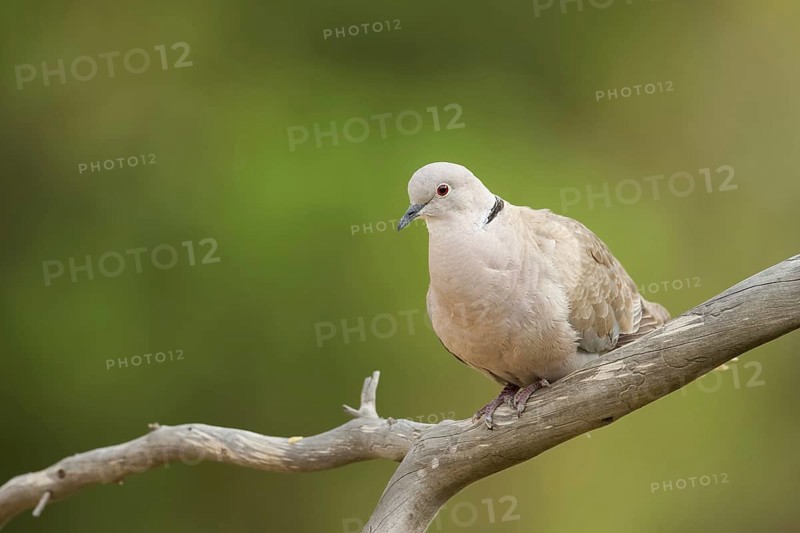 Eurasian Collared Dove (Streptopelia decaocto), Corsica, France