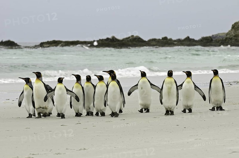 King Penguin (Aptenodytes patagonicus), Falkland Islands
