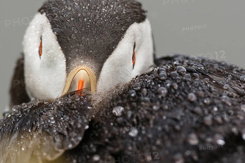 Atlantic Puffin (Fratercula arctica), Wales, United Kingdom