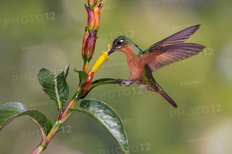 Brazilian Ruby (Clytolaema rubricauda) flying and feeding at a flower in the Atlantic rainforest of southeast Brazil