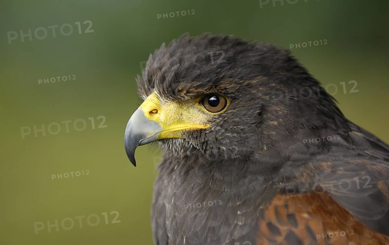 Wüstenbussard (Parabuteo unicinctus) Portrait, captive, Heimat: Südwesten der USA, Mittel- und Südamerika, Oktober, captive (D)