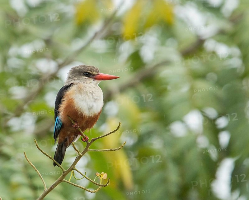 Grey-headed Kingfisher (Halcyon leucocephala), Uganda