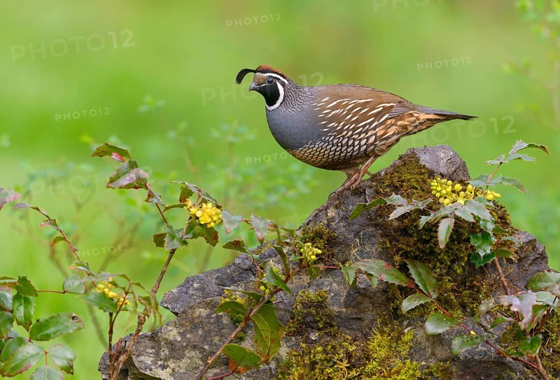 California Quail (Callipepla californica) male, British Columbia, Canada