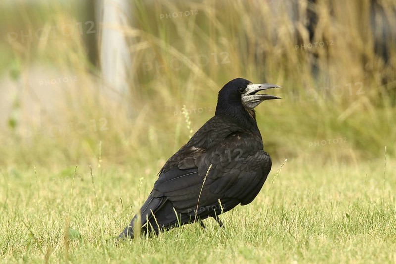 Rook (Corvus frugilegus) juvenile, Lower Saxony, Germany