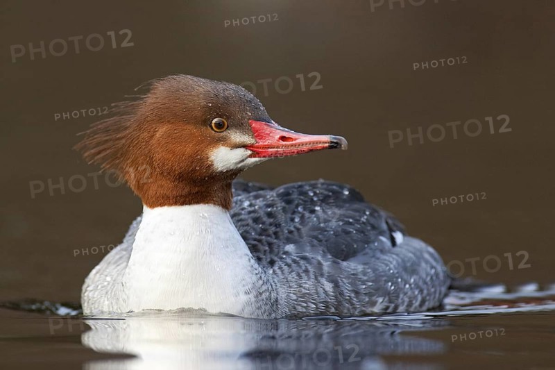 Common Merganser (Mergus merganser americanus) female, British Columbia, Canada