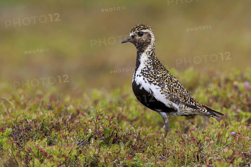 European Golden Plover (Pluvialis apricaria), Sweden