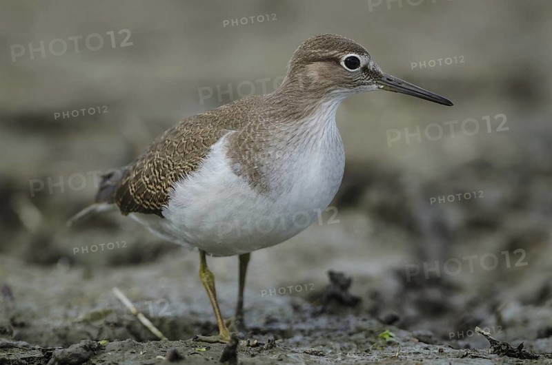 Common Sandpiper (Actitis hypoleucos), Schleswig-Holstein, Germany