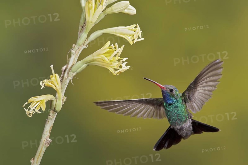 Broad-billed Hummingbird (Cynanthus latirostris) flying while feeding at a flower in southern Arizona, USA