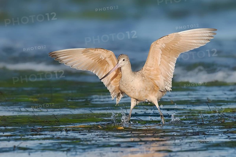 Marbled Godwit (Limosa fedoa), California, USA