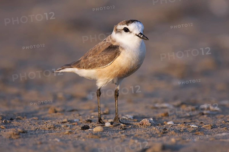 White-fronted Plover (Charadrius marginatus), Namibia
