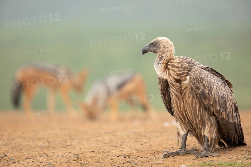 White-backed Vulture (Gyps africanus), South Africa