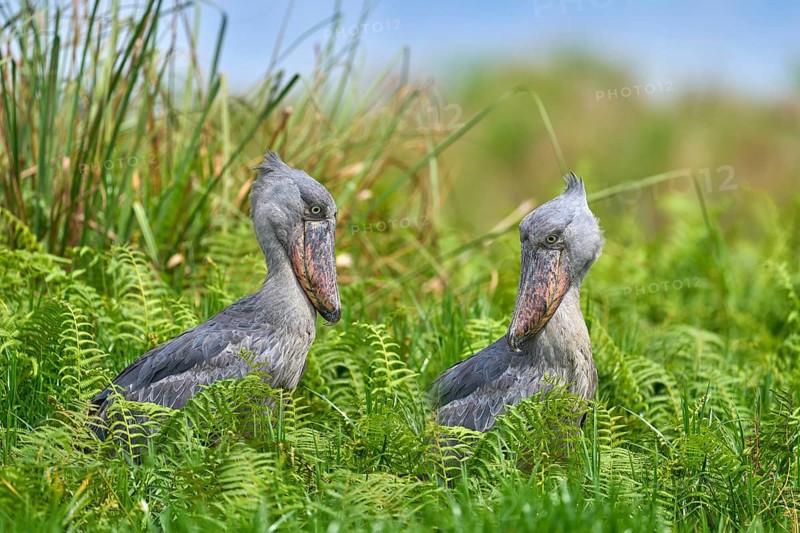 Two Shoebill, Balaeniceps rex, hidden in green vegetation. Portrait of big beaked bird, Mabamba swamp. Birdwatching in Africa. Pair mystic bird in green vegetation habitat, wildlife. Uganda wildlife