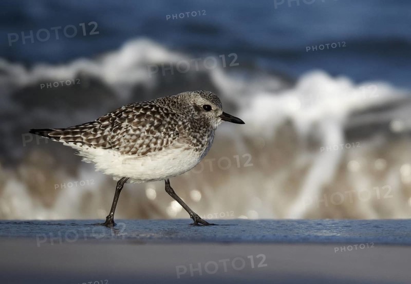 Grey Plover (Pluvialis squatarola), Schleswig-Holstein, Germany