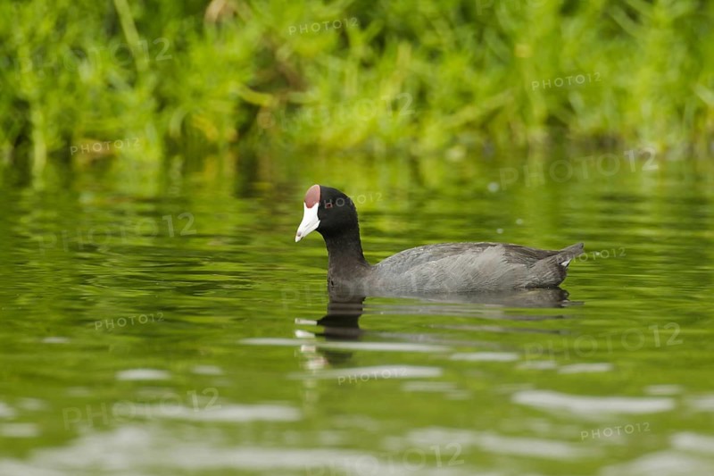 Hawaiian Coot (Fulica alai), Idaho, USA