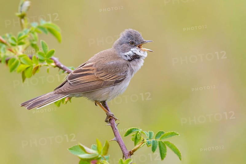 Common Whitethroat (Sylvia communis) male singing, perched on a twig, Poland
