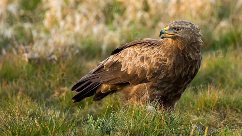 Lesser Spotted Eagle (Clanga pomarina), Mecklenburg-Western Pomerania, Germany