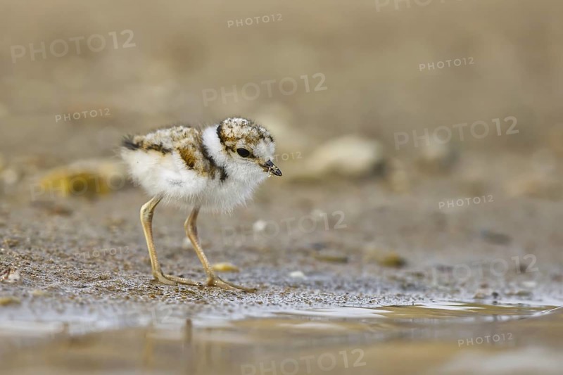 Little Ringed Plover (Charadrius dubius) chick, North Rhine-Westphalia, Germany