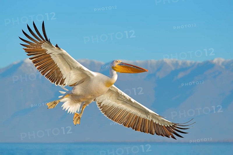 White pelican, Pelecanus onocrotalus, landing in Lake Kerkini, Greece. Pelican with open wings. Wildlife scene from European nature. Bird in the water