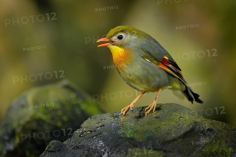 Red-billed leiothrix, Leiothrix lutea, rare bird from southern China and the Himalayas. Cute animal in green vegetation. Animal sitting on the branch. Wildlife scene from nature