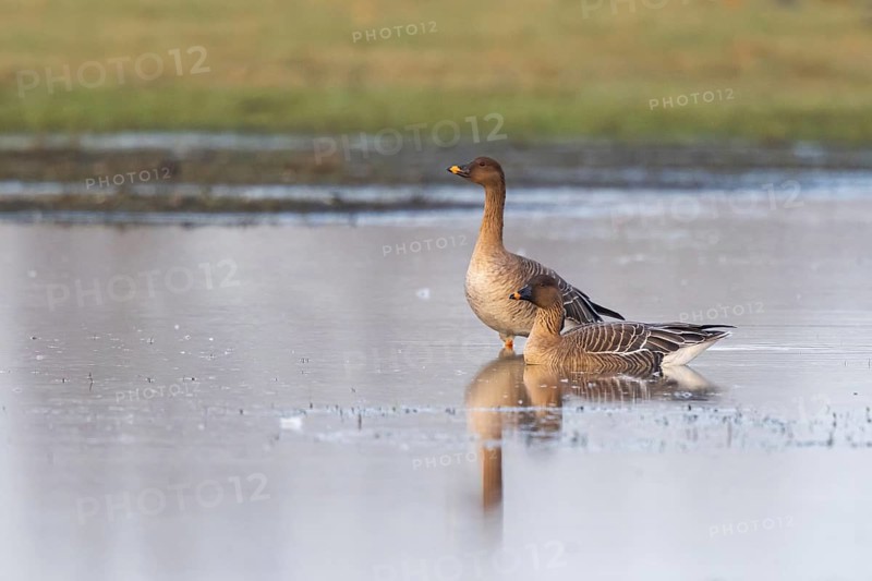 Taiga Bean Goose (Anser fabalis), North Rhine-Westphalia, Germany