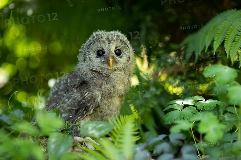 Ural Owl (Strix uralensis) fledgling, captive, Germany