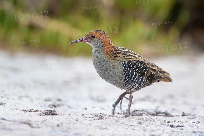 Lewin's Rail (Lewinia pectoralis) male, Victoria, Australia