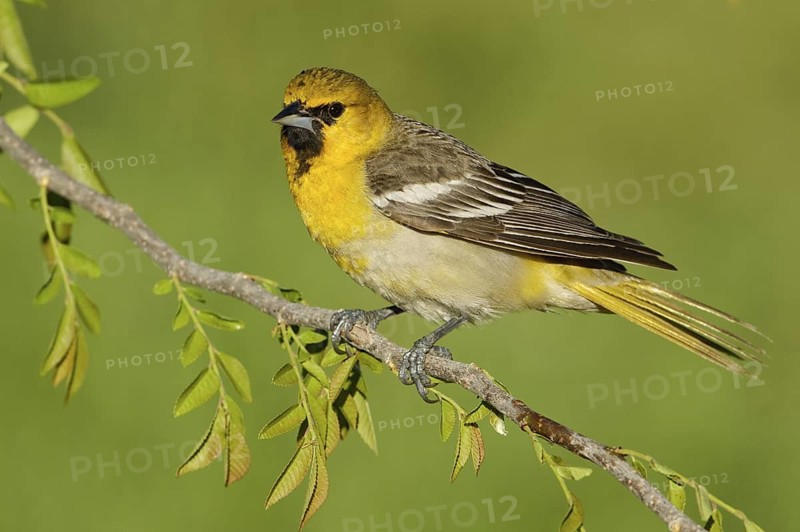 Bullock's Oriole (Icterus bullockii), Arizona, USA